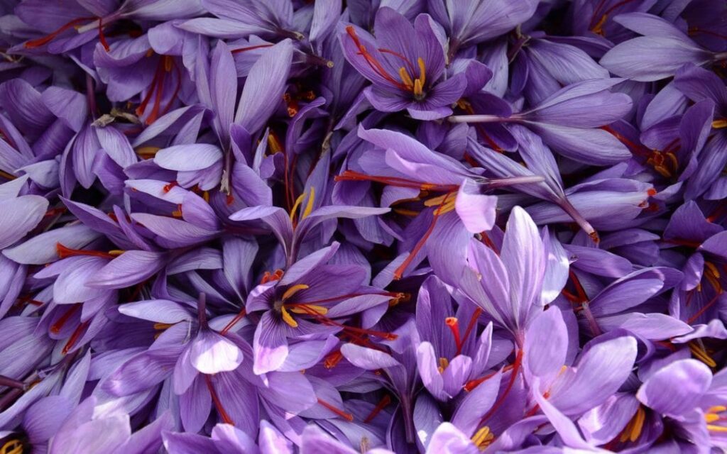 گلبرگ زعفران 