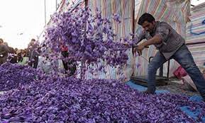 بازار خرید و فروش گل زعفران