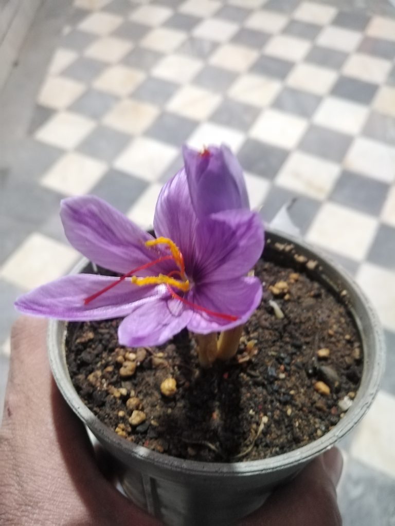 پیاز زعفران گلدانی