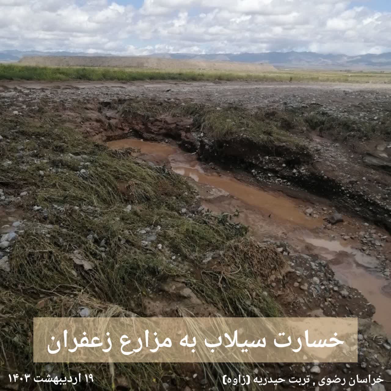 سیلاب تربت و خسارت به مزارع زعفران